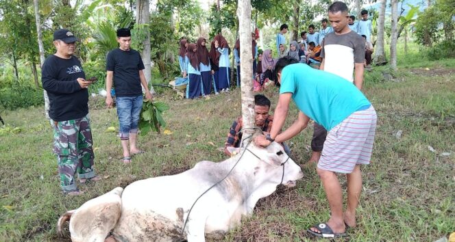 
 Penyeembelihan hewan kurban MTs Muhammadiyah Sumani Solok. (Dok.Istimewa)