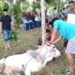 Penyeembelihan hewan kurban MTs Muhammadiyah Sumani Solok. (Dok.Istimewa)