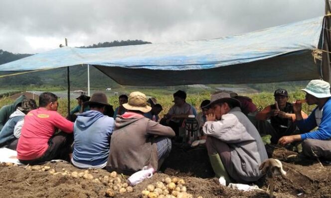 
 Panen kentang oleh kelompok tani At-Tanwir Milenial binaan Ranting Muhammadiyah Sungai Nanam, Ahad (12/11).