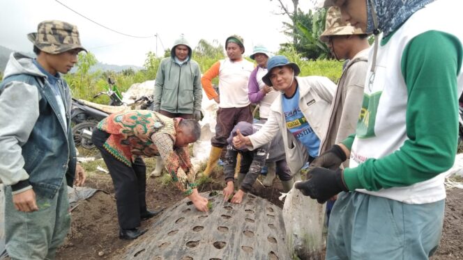 
 Penanaman perdana bibit cabai merah keriting oleh ketua PWM Sumbar, Dr. Bakhtiar di lahan Keltan At Tanwir yang merupakan binaan dari Muhammadiyah.(Ist)